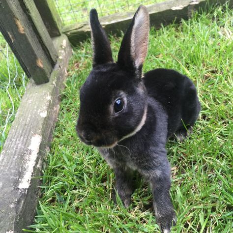 black otter rex rabbit - Google Search Rex Bunny, Mini Rex Rabbit, Baby Otter, Cutee Animals, Funny Rabbit, Baby Otters, House Rabbit, Pet Bunny, Bunny Pictures