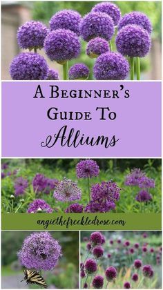 Allium Flowers, Pictures Of Flowers, Garden Pests, Gardening Supplies, Garden Cottage, Autumn Garden, Flower Farm, Gardening For Beginners, Front Garden