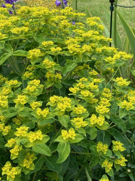 Euphorbia oblongata - Eggleaf spurge Euphorbia Oblongata, Cottage Garden Plan, Sarah Price, Flower Types, Plant List, 2023 Autumn, Spring 2023, Types Of Flowers, Garden Planning