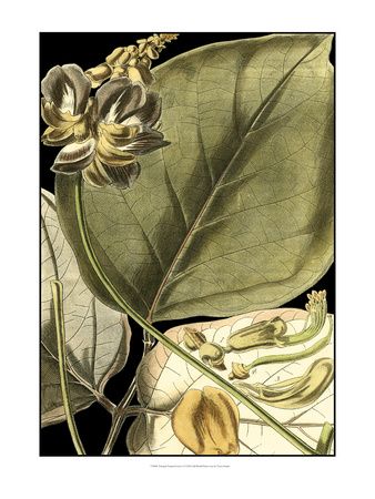 Botanical Decorative Art, Posters and Prints at Art.com British Colonial Decor, Art Print Display, Online Wall Art, Nature Indoors, Art Wall Art, Leaf Art, Decorative Art, Floral Illustrations, Posters And Prints