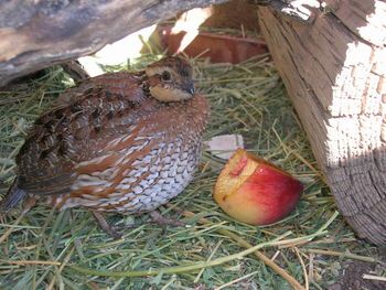 Housing And Feeding Your Quail - BackYard Chickens Community Turkey Tips, Button Quail, Quail Coop, Raising Turkeys, Raising Quail, Portable Chicken Coop, Chicken Tractors, Keeping Chickens, Backyard Chicken Coops