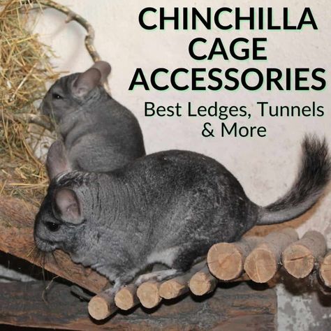 Chinchilla Accessories, Chinchilla Cage Accessories, Chinchilla Care, Chinchilla Cute, Chinchilla Toys, Chinchilla Pet, Chinchilla Cage, Hay Feeder, Rodents