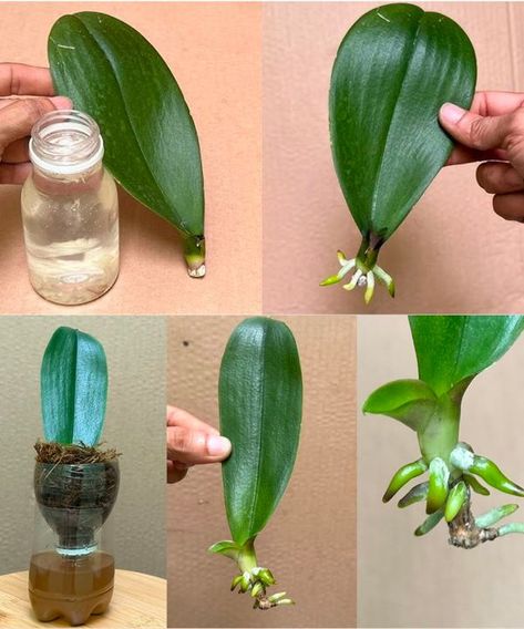 Home Gardening Tips Orchid Propagation, Orchids In Water, Indoor Orchids, Grafting Plants, Orchid Plant Care, Orchid Leaves, Plant Care Houseplant, Growing Orchids, Orchids Garden