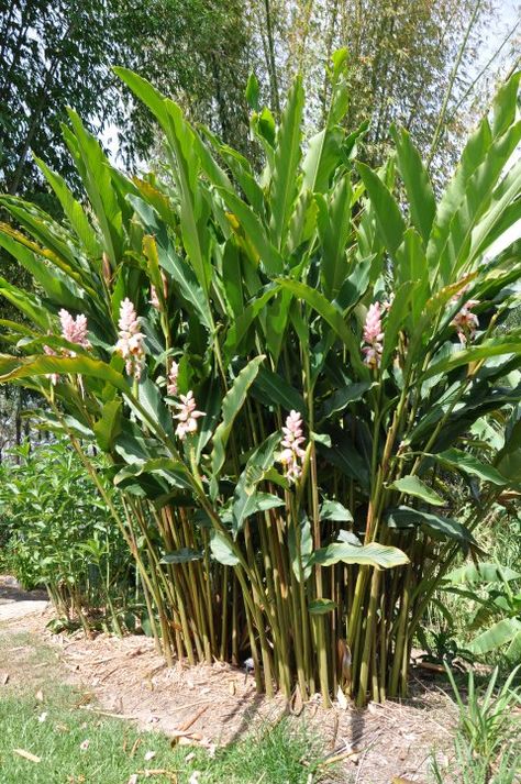 Tropical Screening Plants Australia, Shell Ginger Landscape, Subtropical Garden Australia, Ginger Plants Landscaping, Screening Plants Australia, Shell Ginger Plant, Shell Ginger, Ginger Plants, Tropical Backyard Landscaping