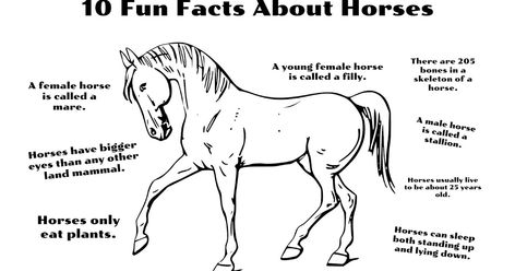 Click here  for your FREE PDF printable 10 Fun Facts About Horses coloring page courtesy of  CJO Photo! Back to Fun Fact Colo... 4h Horse Poster Ideas, Facts About Horses, Animals In The Bible, Horses Coloring, Cow Facts, Male Horse, Female Horse, 10 Fun Facts, Horse Information