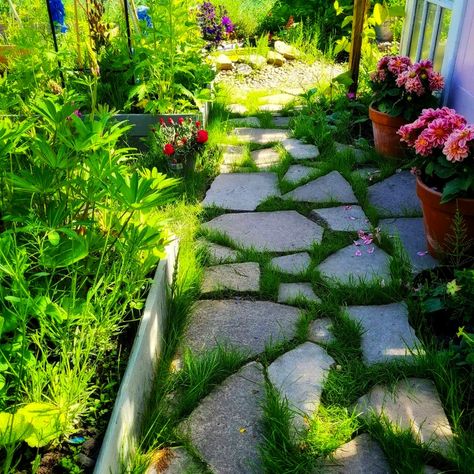 My Free DIY Crazy Paving Path Growing Sweet Peas, Outside Pictures, House Garden Ideas, Shed Of The Year, Paving Ideas, Crazy Paving, Walkway Landscaping, Growing Grass, Growing Dahlias