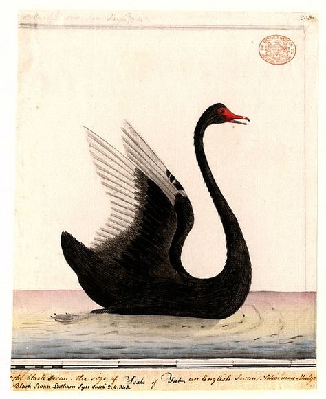 swan illustration | Recent Photos The Commons Getty Collection Galleries World Map App ... Black Swans, Vintage Bird Illustration, The Black Swan, Swans Art, Bird Supplies, Bird Illustration, Sumi E, Art And Illustration, Vintage Birds