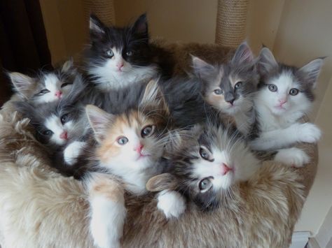 Cutest Kitten Breeds, Types Of Kittens, Norwegian Forest Kittens, Norwegian Cat, Cymric, Kitten Breeds, Image Chat, Siberian Cat, Norwegian Forest