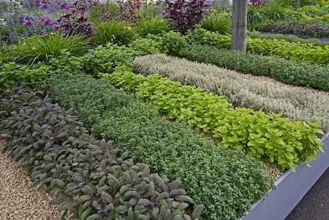 laid out herb garden in rows Backyard Grass Alternative, Grass Alternative, Thymus Serpyllum, Outdoor Herb Garden, Medicinal Herbs Garden, No Grass Backyard, Lawn Alternatives, Herb Garden Design, Garden Shrubs