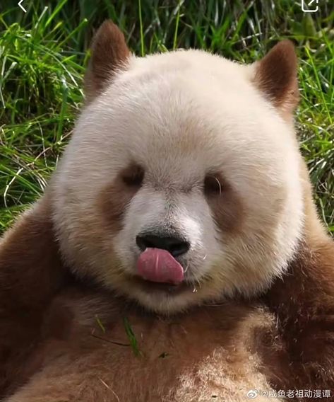 Brown Panda, Raccoon Family, Panda Love, Bear Pictures, Giant Panda, We Bare Bears, Bare Bears, Cute Animal Photos, Red Panda