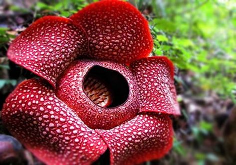 Spm Poster, Raflesia Arnoldi Art, Rafflesia Flower, Malaysia Poster, Rafflesia Arnoldii, Art Exercises, Poster Reference, Jungle Mural, Goth Garden