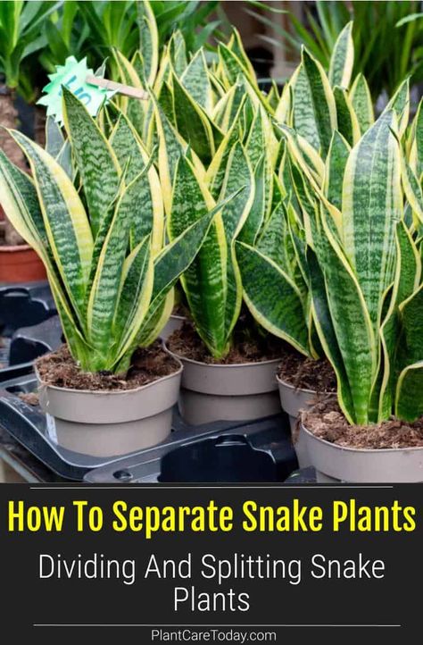 Snake Plants: How To Separate, Divide and Split Sansevieria Plants To Propagate, Mother In Law Plant, Dracaena Trifasciata, Snake Plant Indoor, Snake Plant Propagation, Snake Plant Care, Elephant Ear Plant, Snake Plants, Plant Care Houseplant