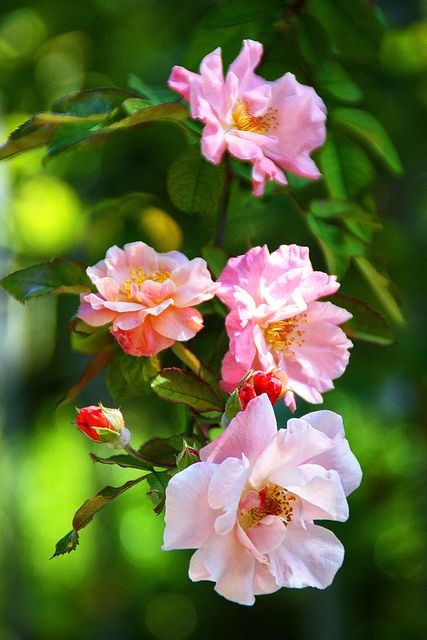 Wild Rose Photography, Wild Rose Painting, Wild Roses Aesthetic, Flowers Valley, Wild Rose Bush, Flowers In The Sun, Wild Rose Flower, Watercolour Roses, Wild Irish Rose