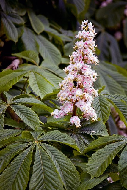 Nutmeg Plant, Chestnut Tree Illustration, Water Chestnut Plant, Chestnut Flower, Horse Chestnut Tree, Interior Plants, Deciduous Trees, Japanese Prints, Trees And Shrubs