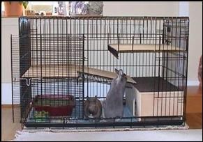 Housing Basics – RED BARN RABBIT REFUGE Bunny Homes, Diy Rabbit Cage, Pet Rabbit Care, Rabbit Ideas, Diy Dog Crate, Bunny Hutch, Dog Crate Cover, Pet Bunny Rabbits, Pet Things