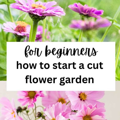 cosmos and zinnias from a cutting garden Cut Flower Garden For Beginners, Flower Garden Tips, Flower Garden For Beginners, Garden For Beginners, Easiest Flowers To Grow, Fall Flowers Garden, Flowers To Grow, Front Gardens, Flower Garden Design