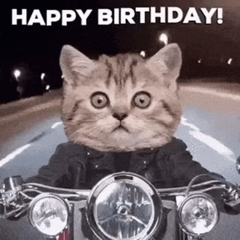 Happy Birthday Happy Birthday To You GIF - HappyBirthday HappyBirthdayToYou Hbd - Discover & Share GIFs Happy Birthday Motorcycle Men, Motorcycle Birthday Wishes, Happy Birthday Cute Gif, Happy Birthday Cat Gif, Happy Birthday Wishes Gif, Happy Birthday Motorcycle, Birthday Motorcycle, Cat Birthday Wishes, Funny Happy Birthday Gif