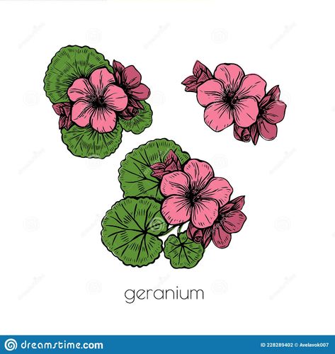 Geranium Flower Drawing, Red Geranium Tattoo, Geranium Flower Tattoo, Geranium Drawing, Geranium Illustration, Geranium Tattoo, Floral Design Illustration, Scrub Packaging, Pink Geranium