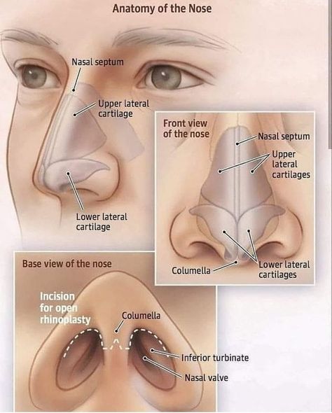 Rhinoplasty Aesthetic, Functional Aesthetic, Rhinoplasty Surgery, Head Anatomy, Facial Anatomy, Face Anatomy, Nose Surgery, Aesthetic Medicine, Nyc Manhattan