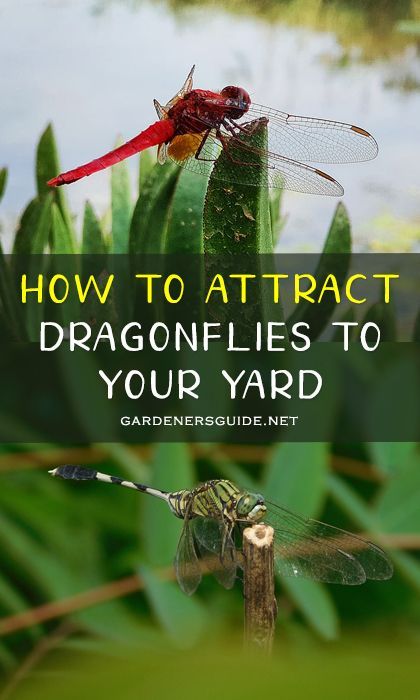 Dragonfly Habitat, Attract Dragonflies, Dragon Flys, Garden Bugs, Mosquito Control, Garden Insects, Meteor Garden 2018, Magic Garden, Garden Route