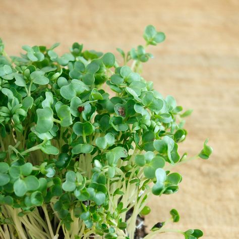 Cress Peppergrass - tangy greens Winter Greenhouse, Micro Greens, Fast Growing, Pitcairn Islands, Caicos Islands, Non Gmo, Garden Seeds, Turks And Caicos Islands, Caribbean Netherlands