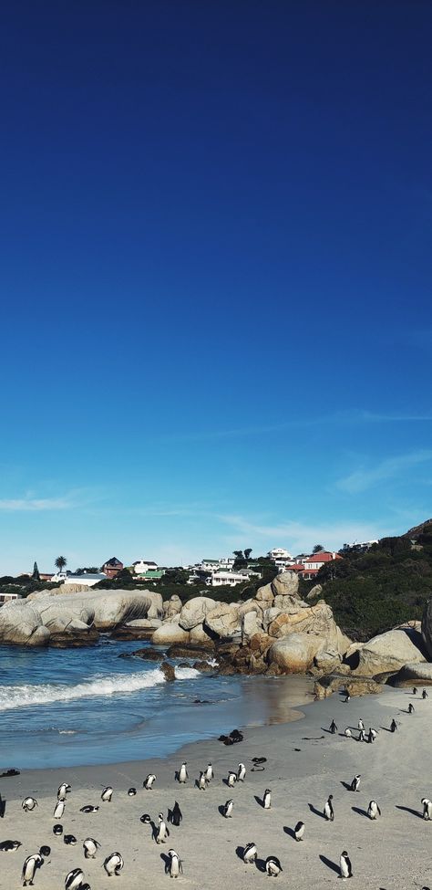 African penguins, cape town, wallpaper Town Wallpaper Aesthetic, Cape Town Wallpaper, Town Wallpaper, Boulders Beach, African Penguin, Boulder Beach, Travel Aesthetic, Wallpaper Aesthetic, Cape Town