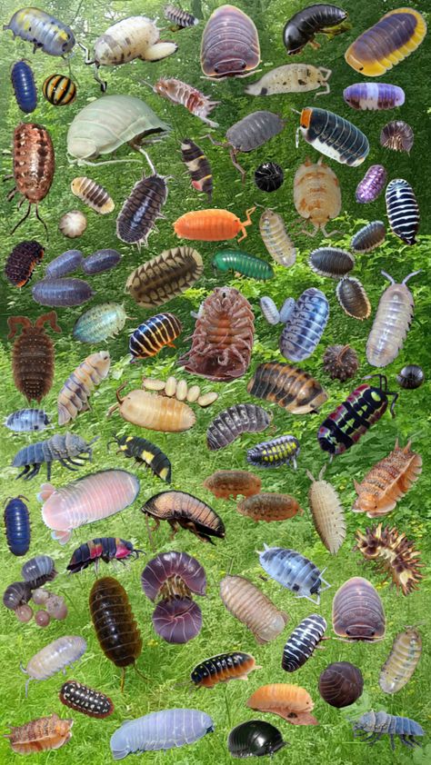 Rolly Pollys ! #isopods #rollypolly #bugs #crustation Pill Bug, Cool Bugs, Bug Art, Crystal Garden, Collage Background, Iphone Wallpaper Photos, Cool Wallpapers Art, Ap Art, Bugs And Insects