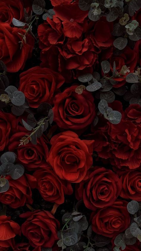 Red Luxury Aesthetic Wallpaper, Red Rose Flower Aesthetic, Dark Red Roses Wallpaper, Dark Feminine Aesthetic Wallpaper Hd, Red Rose Pictures, Dark Roses, Red Roses Wallpaper, Dark Red Roses, Red Rose Flower