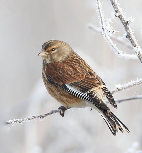 Linnet (photo by Mark Chivers) Beautiful Bird, Linnet, Beautiful Birds, Drawing Reference, Birds, Drawings, Animals