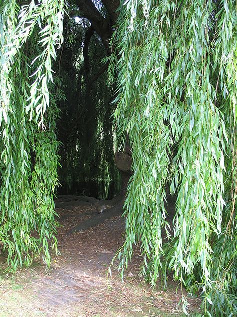 Hiding under the willow tree!  Reminds me of my childhood at my Nana's house Wipping Willow Trees, Under Willow Tree, Under A Willow Tree, Fat Squirrel, Weeping Trees, Willow Garden, Willow Trees, Tree Fort, Weeping Willow Tree