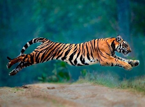 Tiger Side View, Running Tiger, Tiger Running, Tiger Leaping, Tiger Walking, Tiger Photography, Japanese Tiger, Cat Run, 얼굴 드로잉