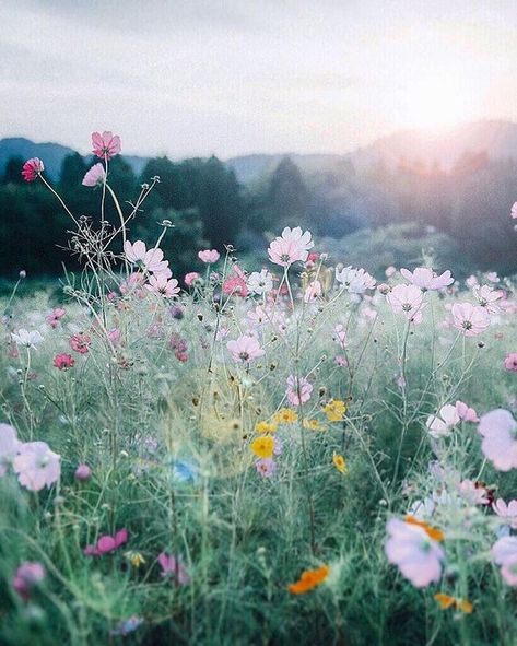 ✿⊱╮Natural elements. Sun Shining, Alam Yang Indah, Land Scape, Pretty Flowers, Pretty Pictures, Beautiful World, Painting Inspiration, Secret Garden, Mother Nature