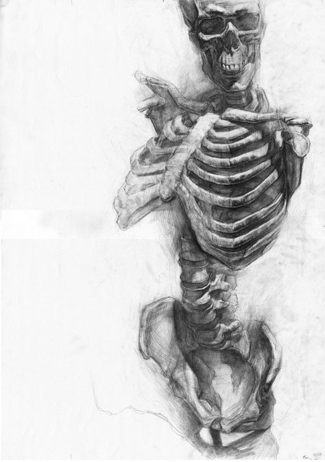 Paul Schwarz Illustration Tumblr, Nghệ Thuật Kinh Dị, Skeleton Drawings, Drawing Eyes, Anatomy Sketches, Skeleton Art, Scientific Illustration, A Skeleton, Anatomy Drawing