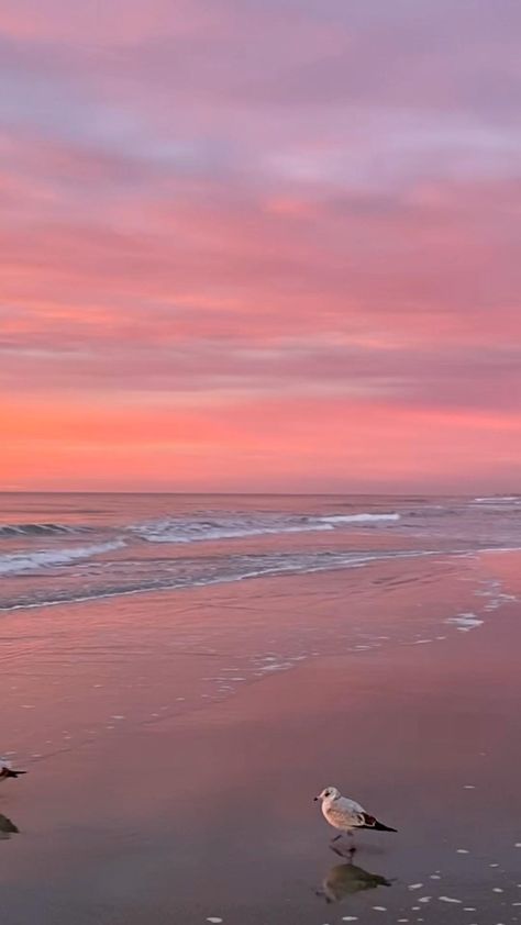 The Beach, Pink