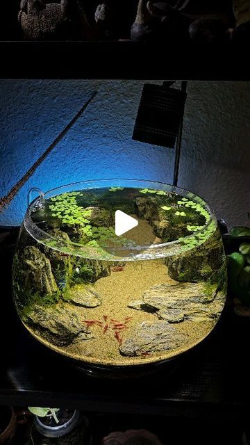 🌿Coco🌿 on Instagram: "I think I'm content with 3 shrimp tanks ☺️ ♡ ♡ #aquascape #aquascaping #plantedtank #aquarium #fishtank #fish #natureaquarium #nature #shrimp #shrimptank #neocaridina" Shrimp Bowl Aquascape, Shrimp Bowl Aquarium, Shrimp Jar Aquarium, Aquascape Aquarium Ideas, Shrimp Tank Aquascape, Shrimp Aquascape, Shrimp Tanks, Shrimp Aquarium, Aquascape Design