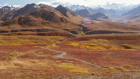 A view of alpine mountains and tundra. Earth Goth, Tundra Plants, Tundra Project, Scenario Ideas, Alpine Mountains, Alpine Tundra, Cold Desert, The Lost Continent, Cold Deserts