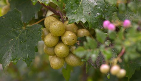 Pretty Quick Scuppernong Grape Jelly - Supporting Recipes | Anson Mills - Artisan Mill Goods White Grapes, Canning Fruit, Nifty Crafts, Grape Recipes, Dehydrating Food, Southern United States, White Grape, Native Gardens, Foraged Food