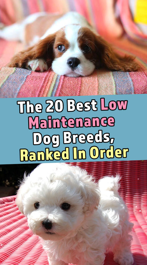 The 20 Best Low Maintenance Dog Breeds, Ranked In Order Low Maintenance Pets For Adults, Small Dog Breeds Low Maintenance, Non Shedding Dog Breeds, Low Energy Dogs, Low Maintenance Dog Breeds, Miniature Dog Breeds, Low Maintenance Pets, Scruffy Dogs, Mutt Dog