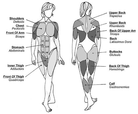 muscle names Body Muscles Names, Workout 2023, Muscle Names, Muscles In The Body, Muscle Groups To Workout, Body Muscle Anatomy, Creature Anatomy, Muscle Diagram, Body Name