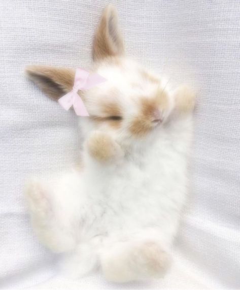 Cute Bunny Pictures, Bunny Pictures, Pet Bunny, Soft Cute, Pretty Animals, Silly Animals, Cute Wild Animals, Cute Animal Photos