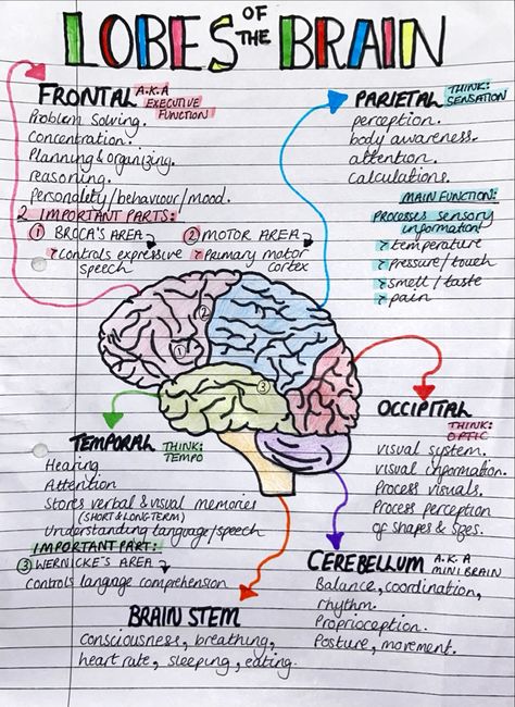 Brain Anatomy And Physiology, Nursing Anatomy Notes, Anatomy Of Brain Notes, Neuro Anatomy Notes, Neurobiology Notes, Nursing Notes Anatomy And Physiology, Anatomy Nursing Notes, Brain Notes Anatomy, Biology Brain Notes