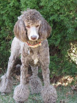 Poodle-Colors Silver Beige Standard Poodle, Cafe Au Lait Standard Poodle, Silver Beige Poodle, Poodle Colors, Phantom Poodle, Chocolate Poodle, Go Dog Go, Loose Leash Walking, Silver Poodle