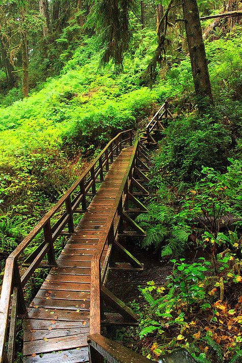 A large boardwalk through the lush forest of the Schooner Trail Pacific Rim National Park, Pacific Rim, Ocean Sounds, Walking Trails, Vancouver Island, Ocean Beach, Pacific Ocean, British Columbia, Hiking Trails