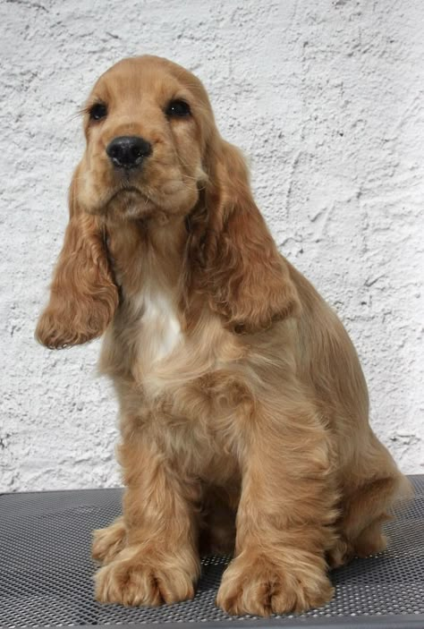 Cokers Spaniel, Golden Cocker Retriever, Show Cocker Spaniel, Spaniel Cocker, Sprocker Spaniel, Puppy Dog Pictures, Top Dog Breeds, Spaniel Breeds, Cocker Spaniel Puppies