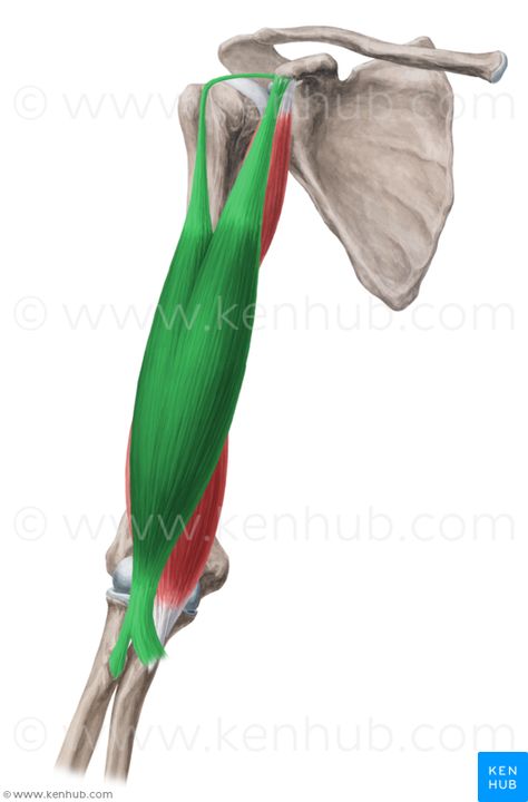 Bicep Femoris, Bicep Curl Form, Triceps Brachii Muscle, Biceps Brachii Muscle, Proper Bicep Curl Form, Sports Massage Therapy, Anatomy Images, Biceps Brachii, Bicep Muscle