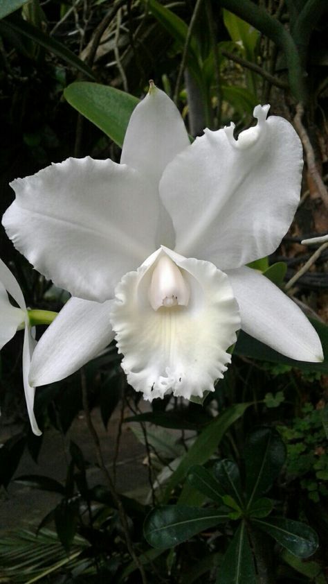 Angel White Cattleya Orchids in full bloom Manila, Philippines Catalaya Orchids, Orchid Planters, Goth Garden, Flora Flowers, Cattleya Orchid, Greenhouse Gardening, Orchid Care, Unusual Flowers, Orchid Plants