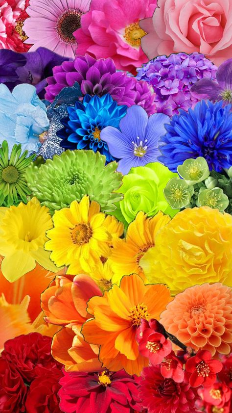 #pride #rainbow #flowers Pride Flowers, Multi Colored Flowers, Pride Rainbow, Flower Phone Wallpaper, Dream Art, Rainbow Flowers, Soho, Phone Wallpaper, Wedding Flowers