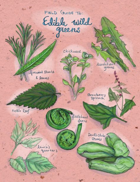 Field Guide To: Edible Wild Greens Witchy Homestead, Herb Facts, Nature Mystic, Wild Vegetables, Foraging Plants, Earth Medicine, Herbal Benefits, Edible Leaves, Broccoli Plant