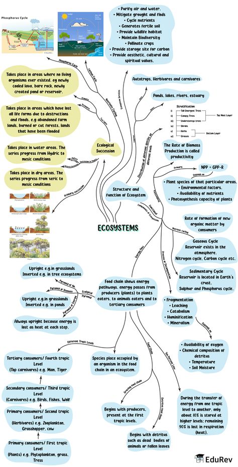 Biology Class 12 Mind Maps, Neet Biology Mind Maps, Ecosystem Notes, Biology Mind Map, Neet Exam Notes, Ecology Notes, Neet 2023, Biology Class 12, Neet Biology