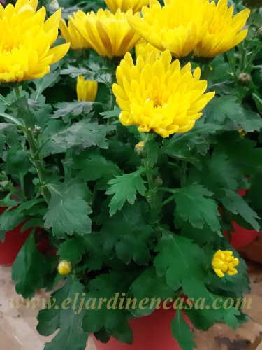 Crisantemo amarillo Yellow Blossom, Baby S Breath, Chrysanthemum Flower, Chrysanthemum, Natural World, Yellow Flowers, Cactus, Blossom, Herbs